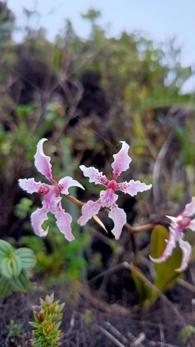 Cyrtochilum sodiroi photo 6