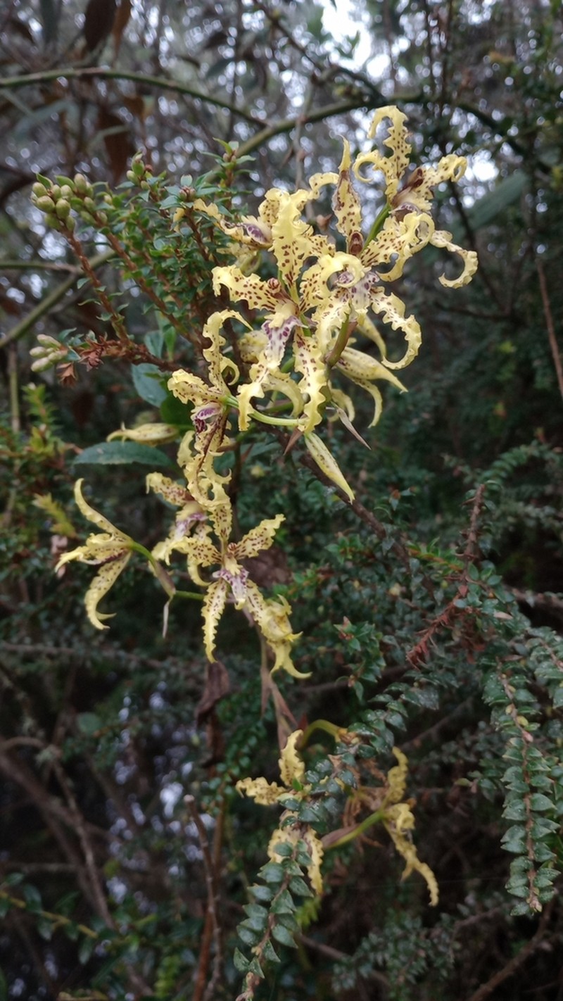 Cyrtochilum sodiroi photo 7