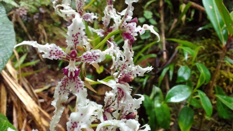 Cyrtochilum sodiroi photo 8