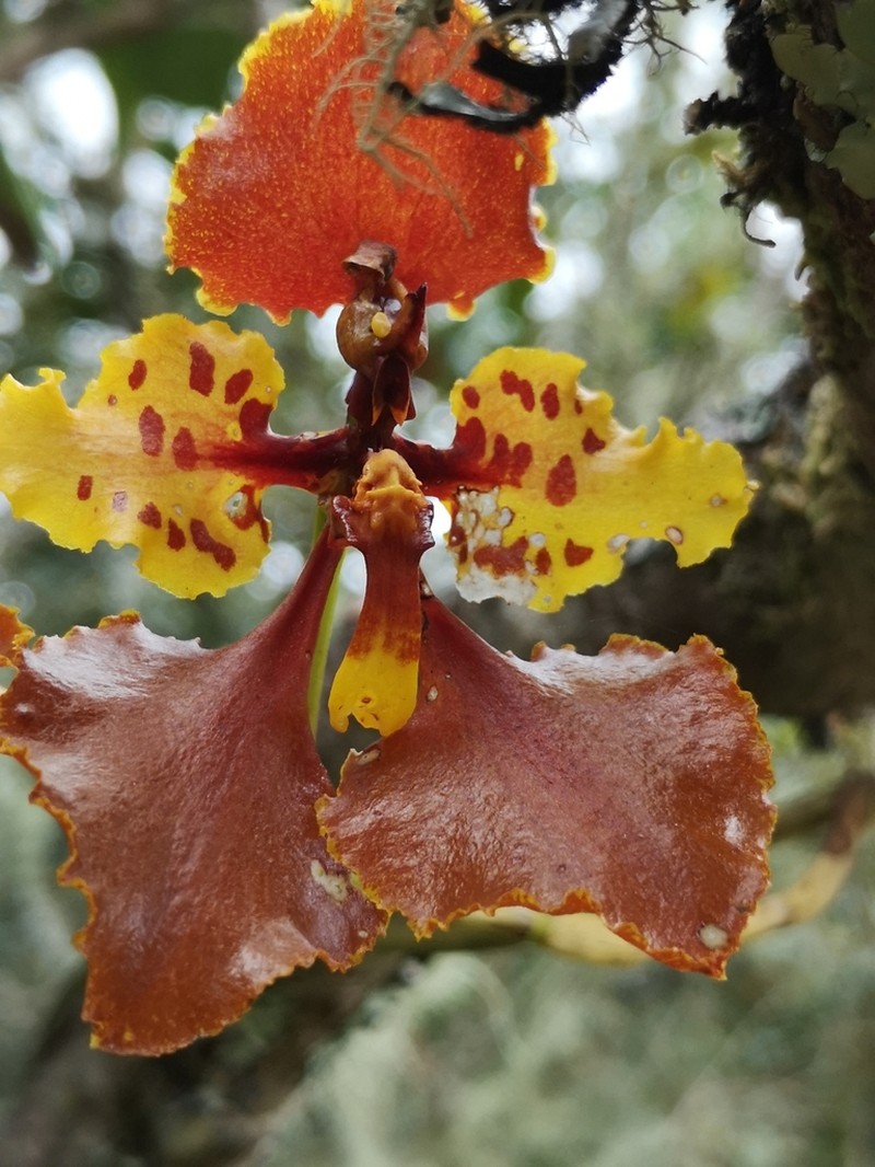Cyrtochilum tetracopis
