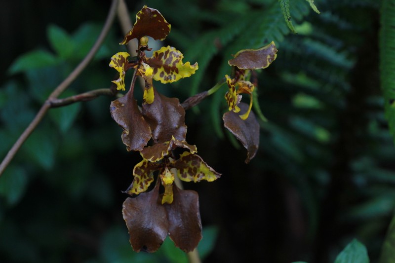 Cyrtochilum tetracopis photo 2
