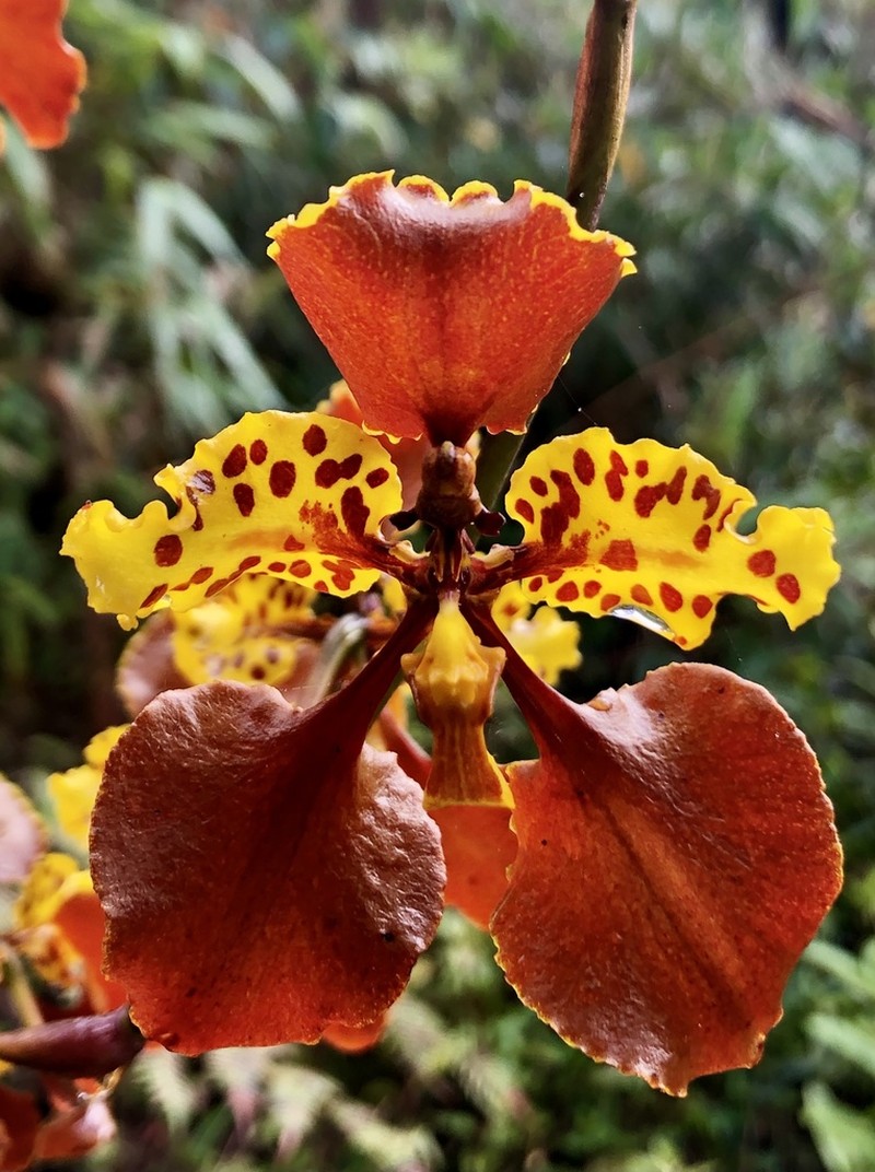 Cyrtochilum tetracopis photo 3