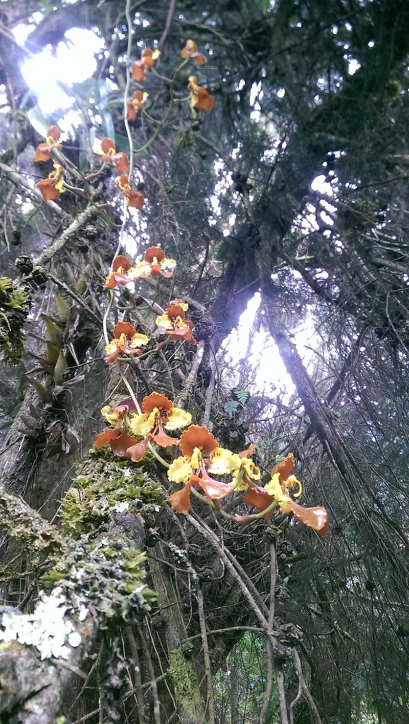 Cyrtochilum tetracopis photo 4