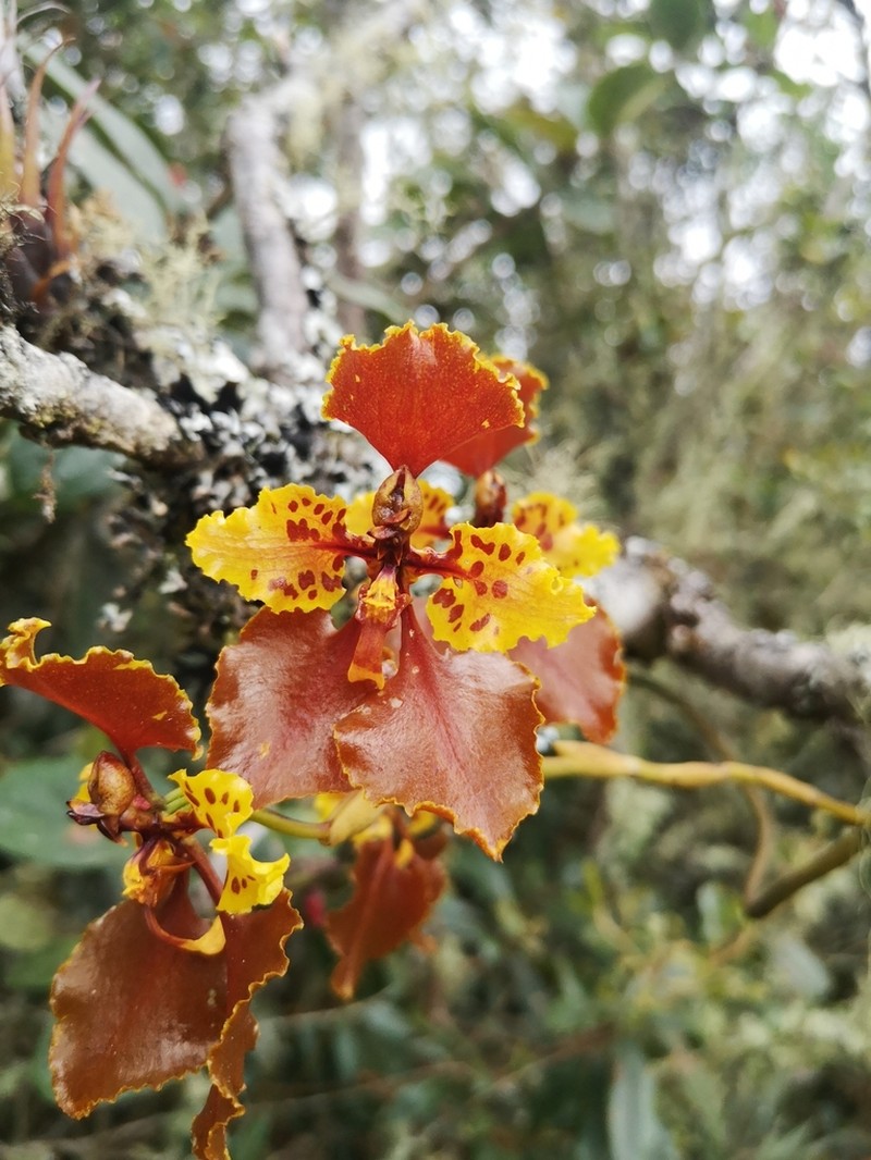 Cyrtochilum tetracopis photo 5