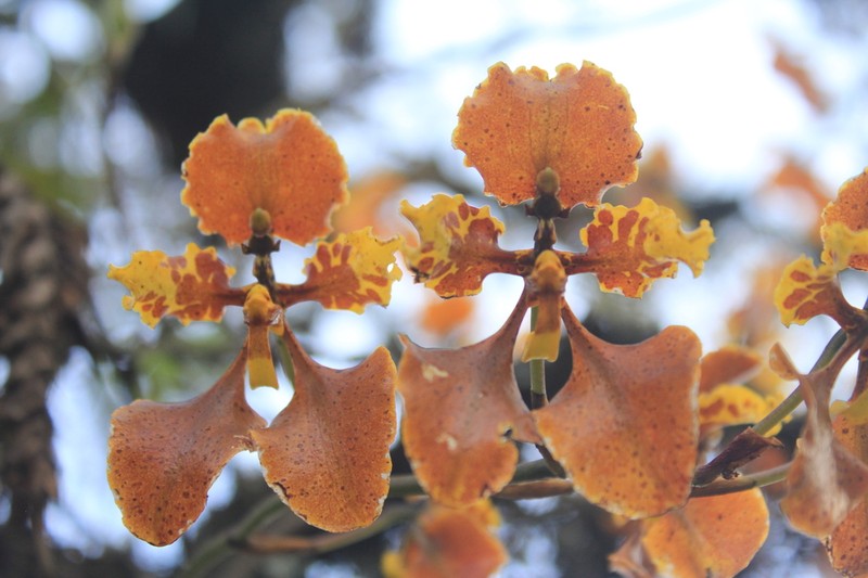 Cyrtochilum tetracopis photo 6