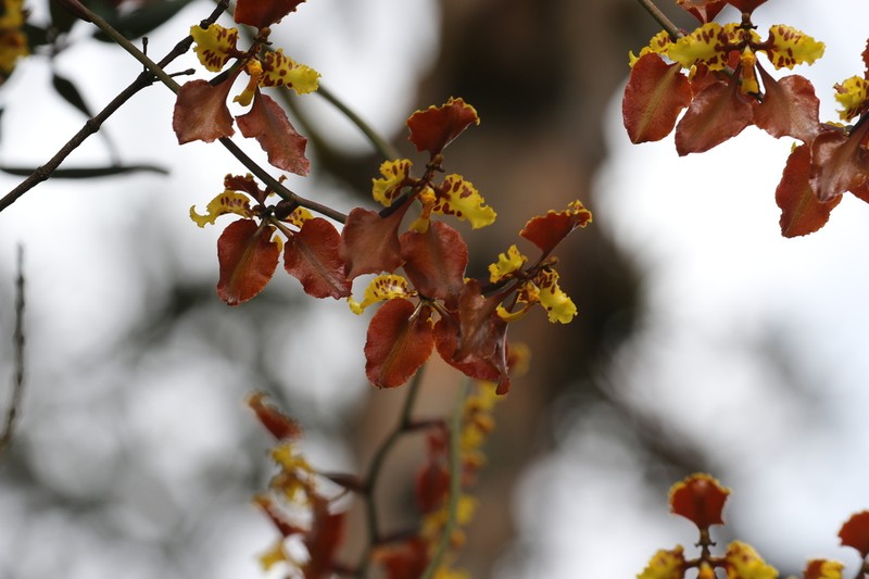 Cyrtochilum tetracopis photo 7