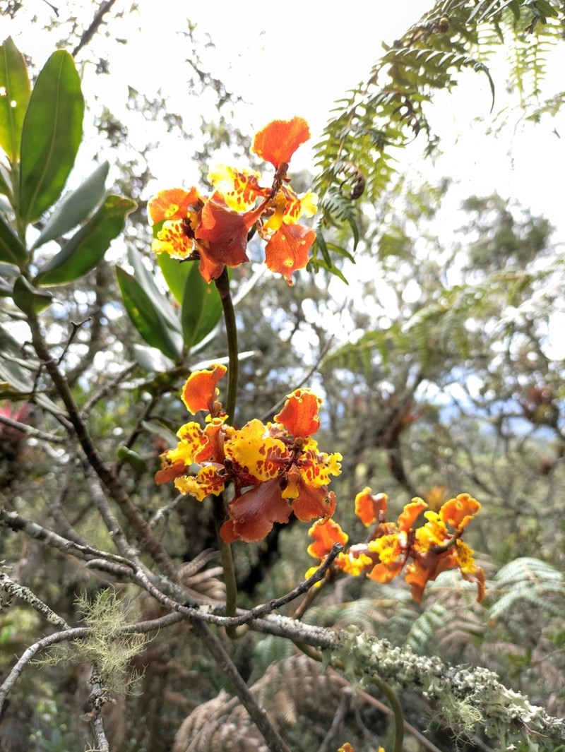 Cyrtochilum tetracopis photo 8