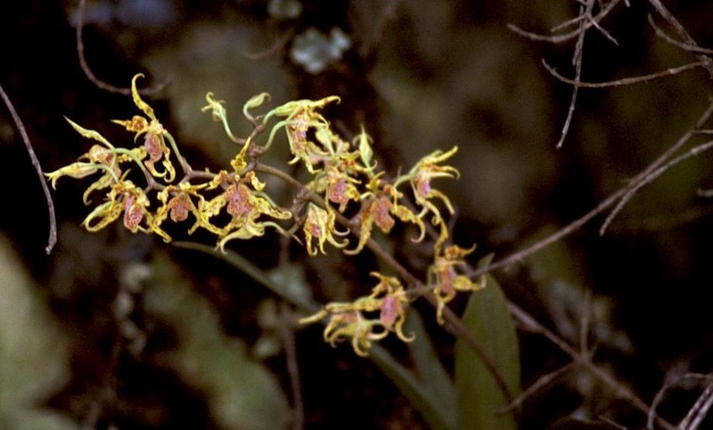 Cyrtochilum tetraplasium