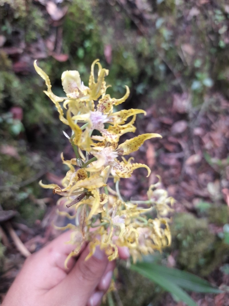 Cyrtochilum tetraplasium photo 2