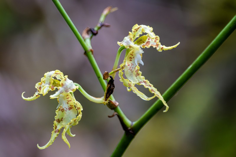 Cyrtochilum tetraplasium photo 3