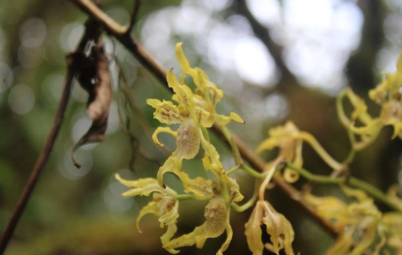 Cyrtochilum tetraplasium photo 4