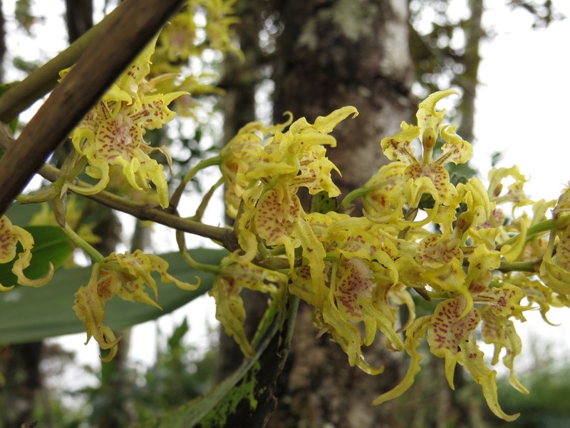 Cyrtochilum tetraplasium photo 5