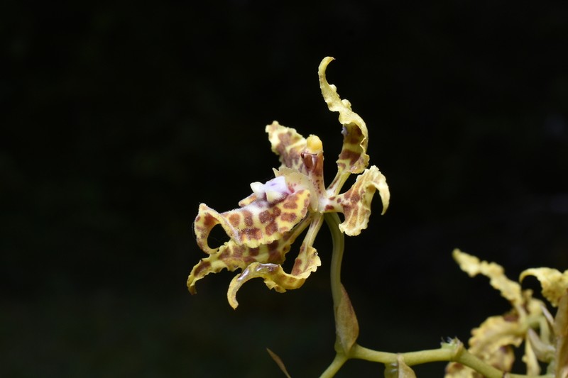 Cyrtochilum tetraplasium photo 6