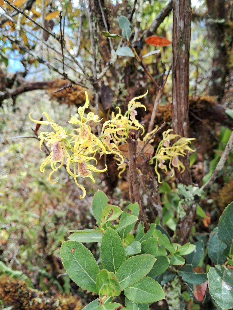 Cyrtochilum tetraplasium photo 7
