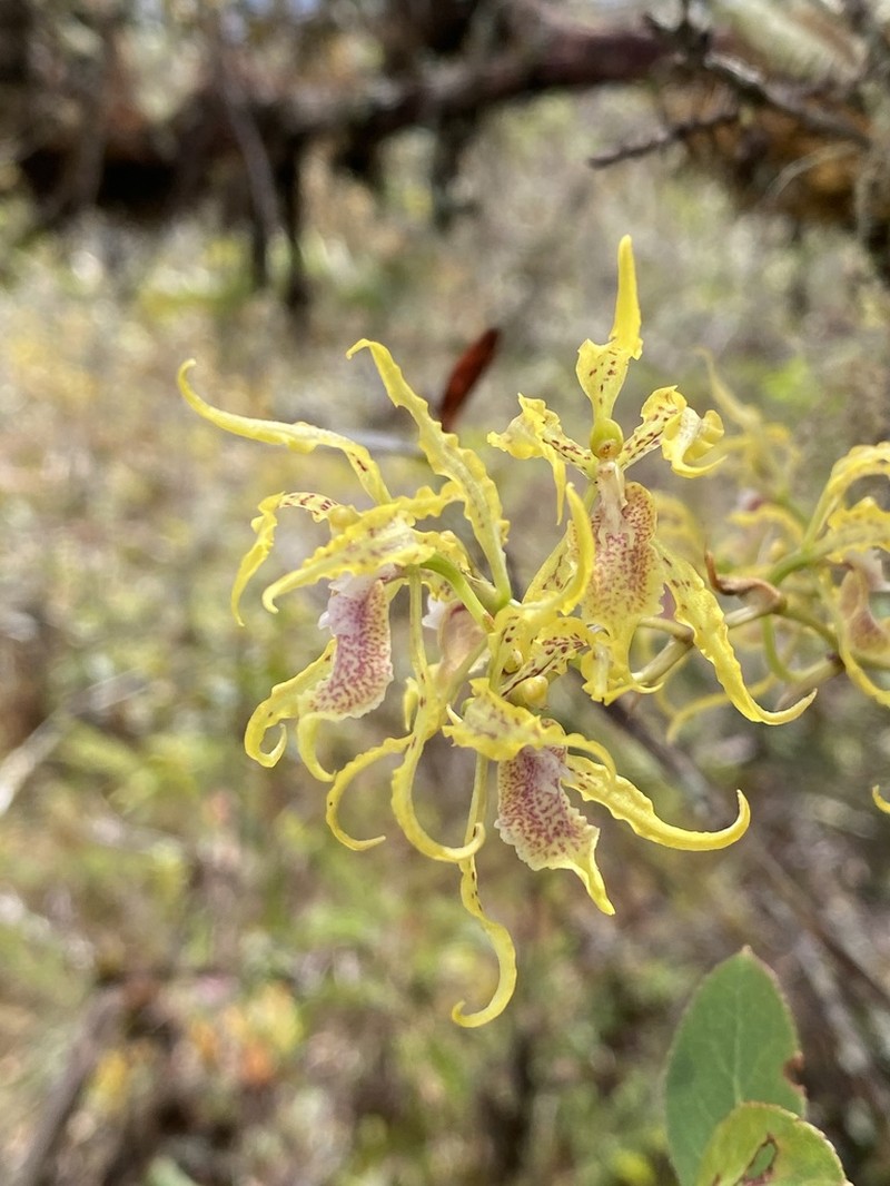 Cyrtochilum tetraplasium photo 8