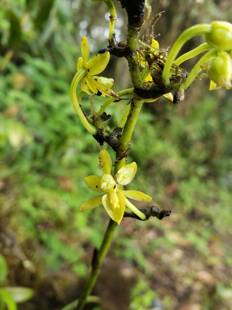 Cyrtochilum tricostatum