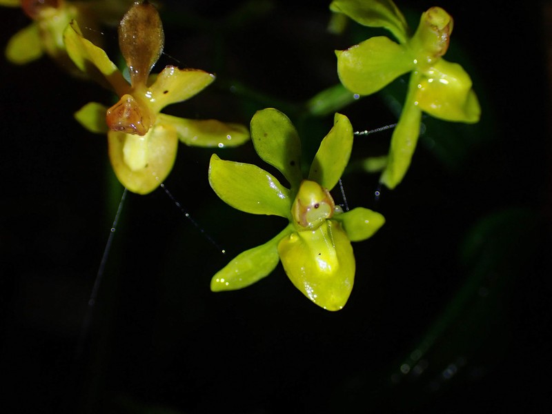 Cyrtochilum tricostatum photo 2