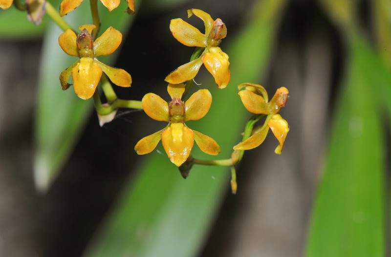 Cyrtochilum tricostatum photo 3