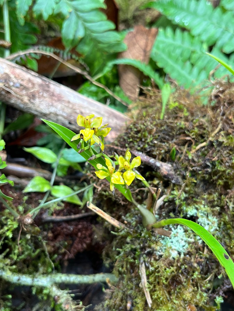 Cyrtochilum tricostatum photo 4