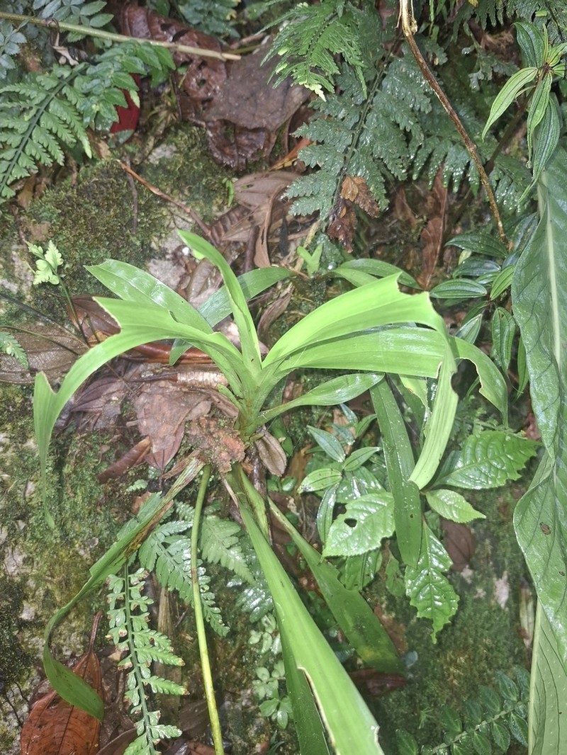 Cyrtochilum tricostatum photo 5