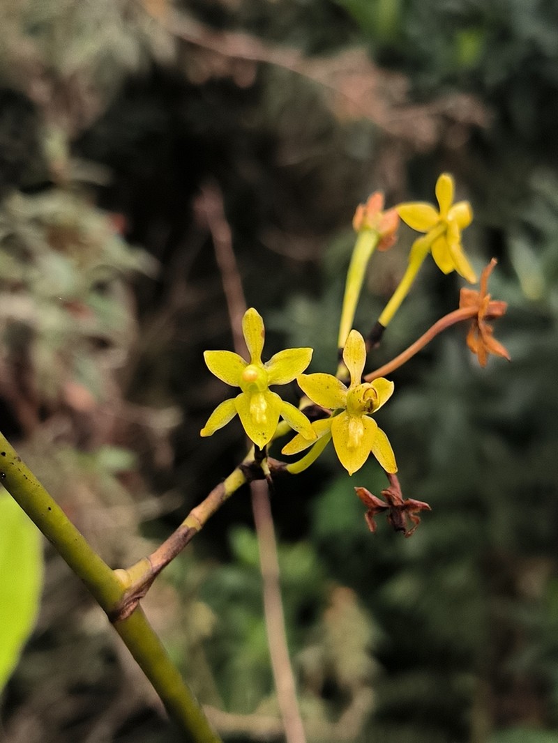 Cyrtochilum tricostatum photo 6