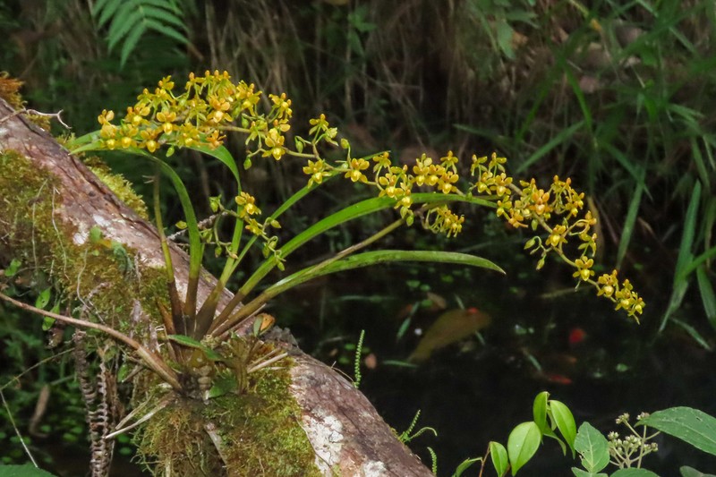 Cyrtochilum tricostatum photo 7