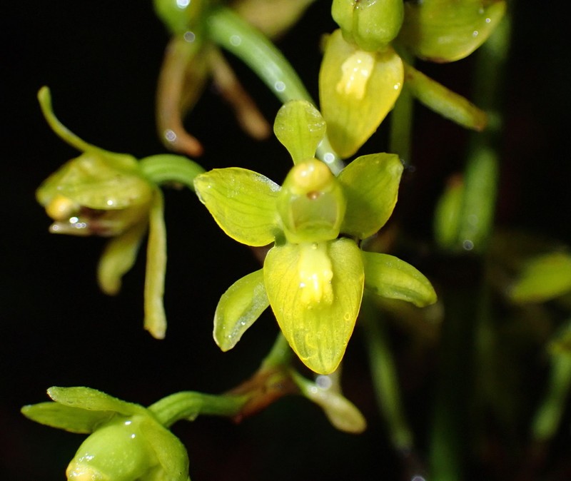 Cyrtochilum tricostatum photo 8