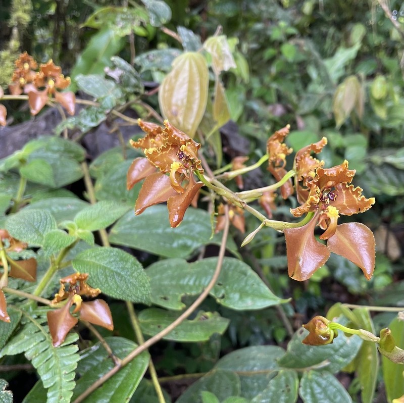 Cyrtochilum trifurcatum