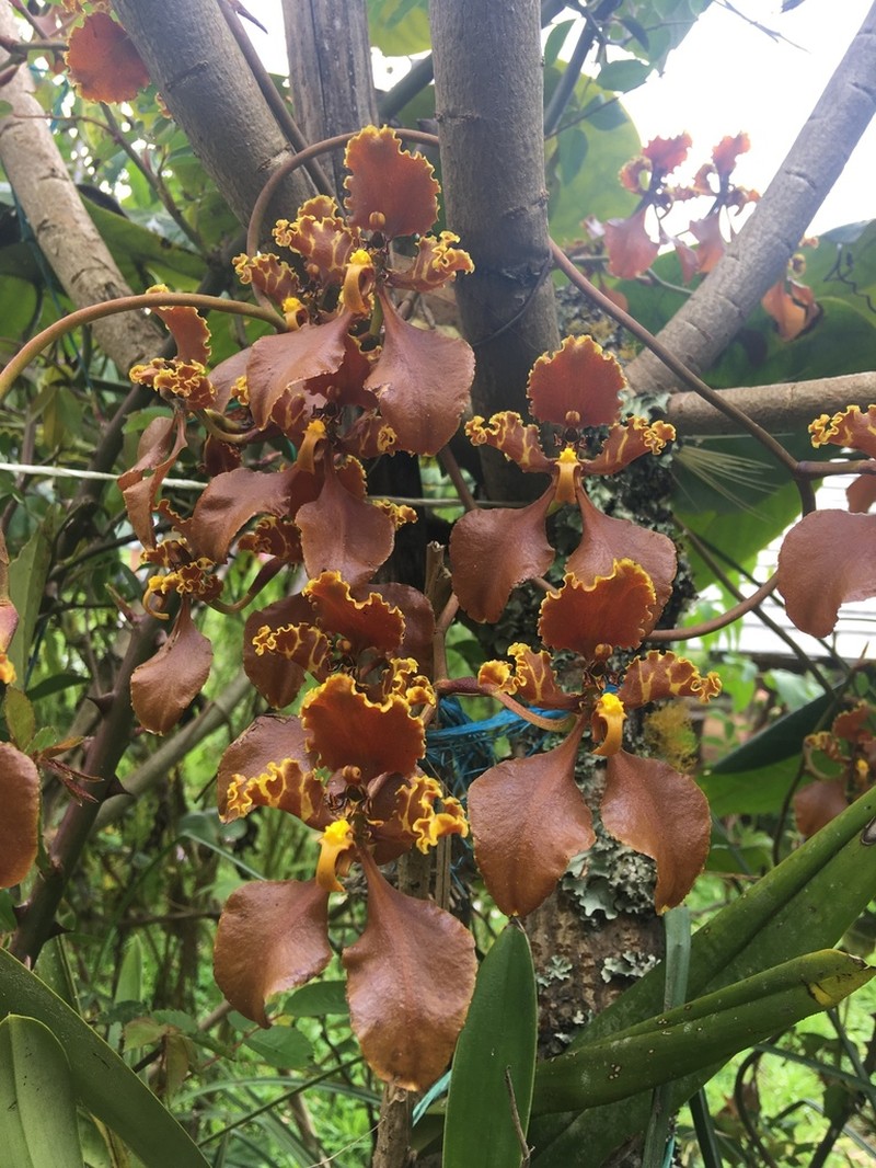 Cyrtochilum trifurcatum photo 2