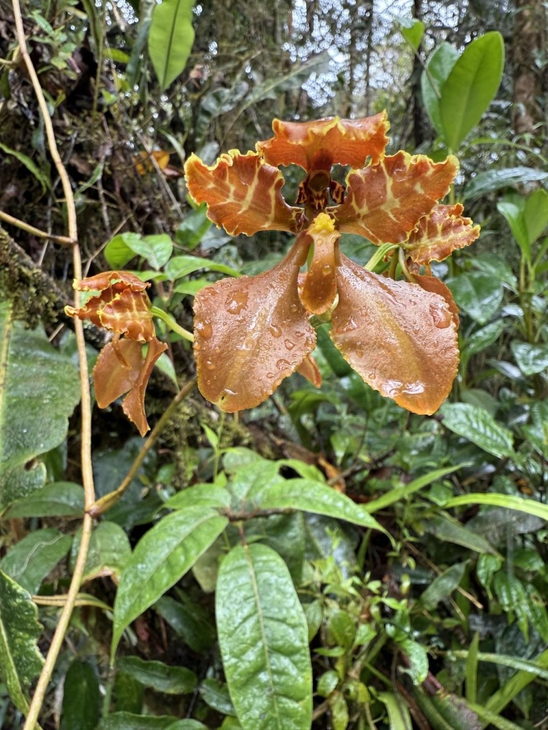 Cyrtochilum trifurcatum photo 3
