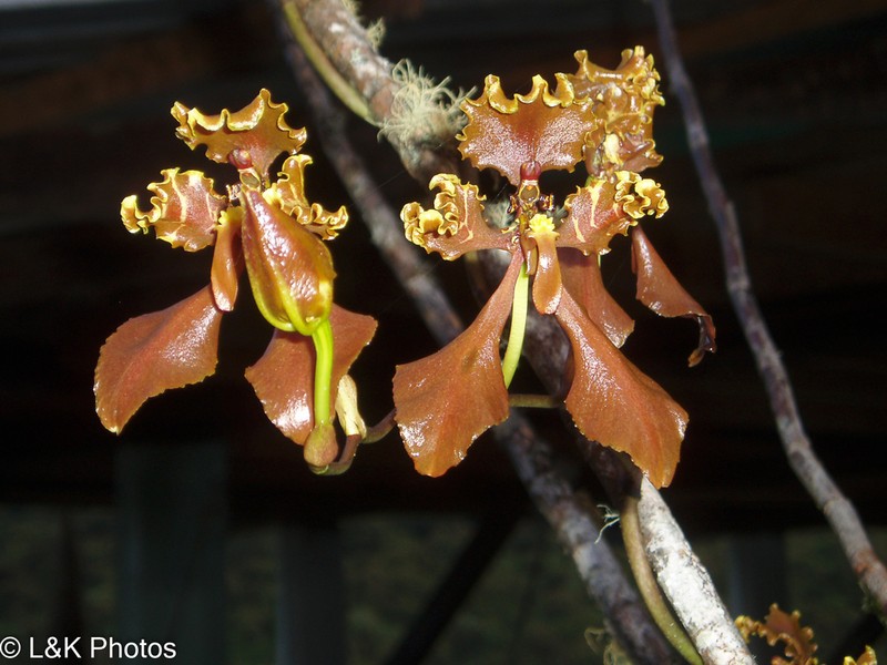 Cyrtochilum trifurcatum photo 4