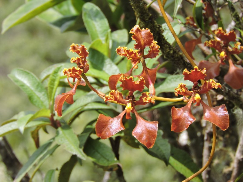 Cyrtochilum trifurcatum photo 5