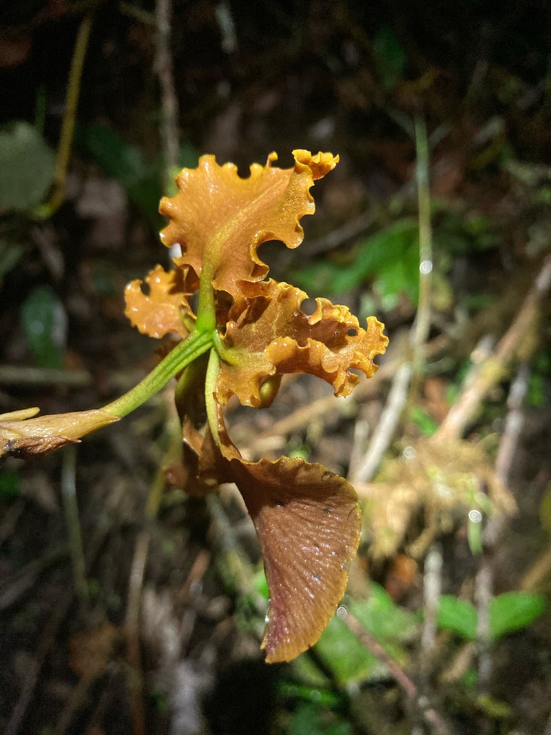 Cyrtochilum trifurcatum photo 6