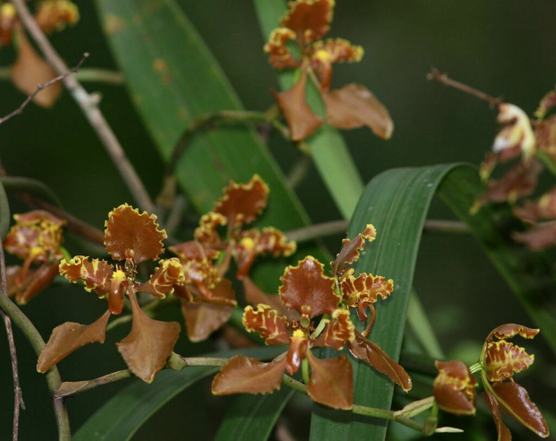 Cyrtochilum trifurcatum photo 7