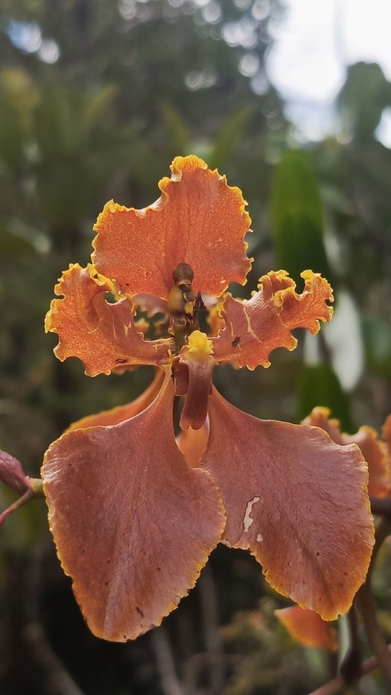 Cyrtochilum trifurcatum photo 8