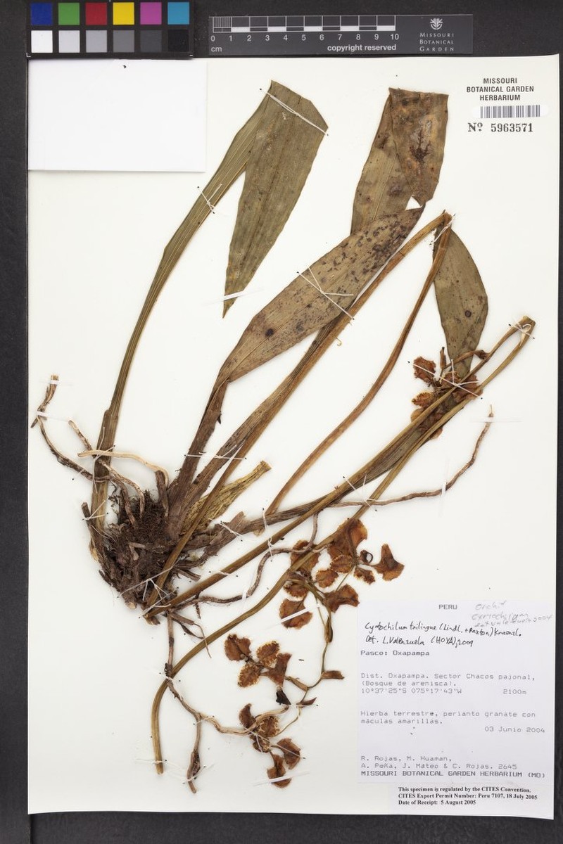 Cyrtochilum trilingue photo 2