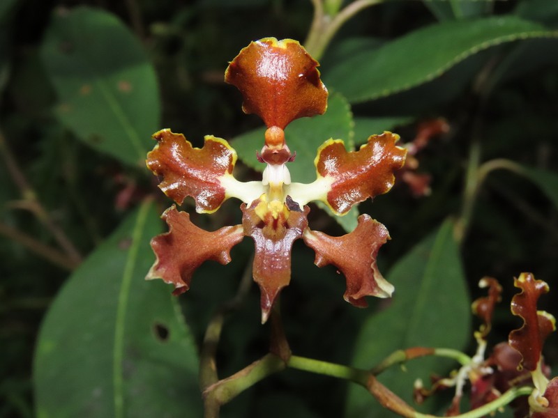 Cyrtochilum tucumanense