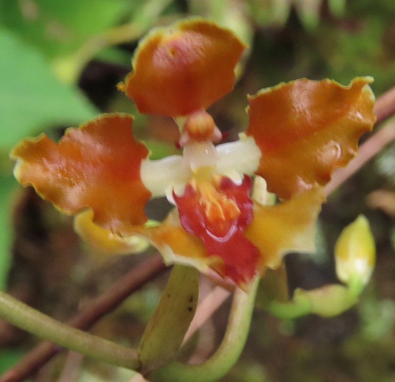 Cyrtochilum tucumanense photo 2
