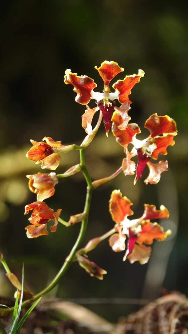 Cyrtochilum tucumanense photo 3