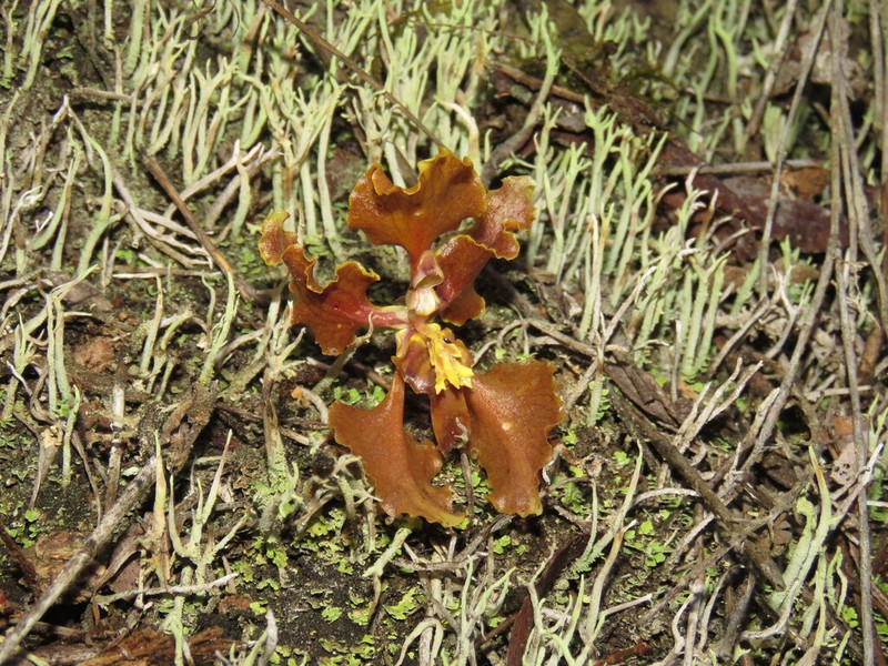 Cyrtochilum tucumanense photo 4