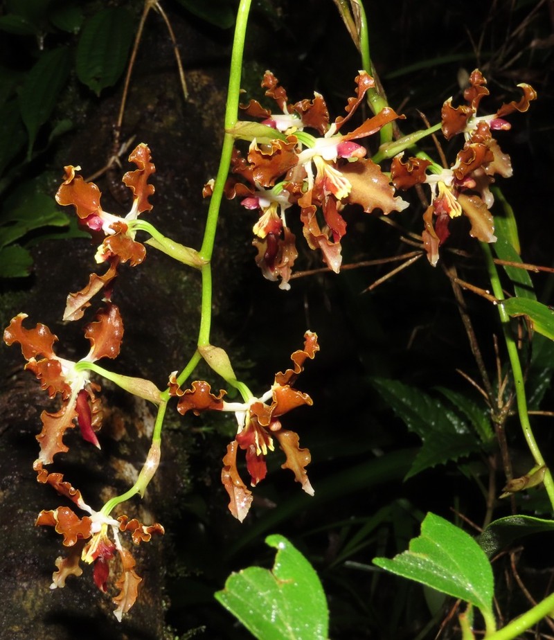 Cyrtochilum tucumanense photo 5