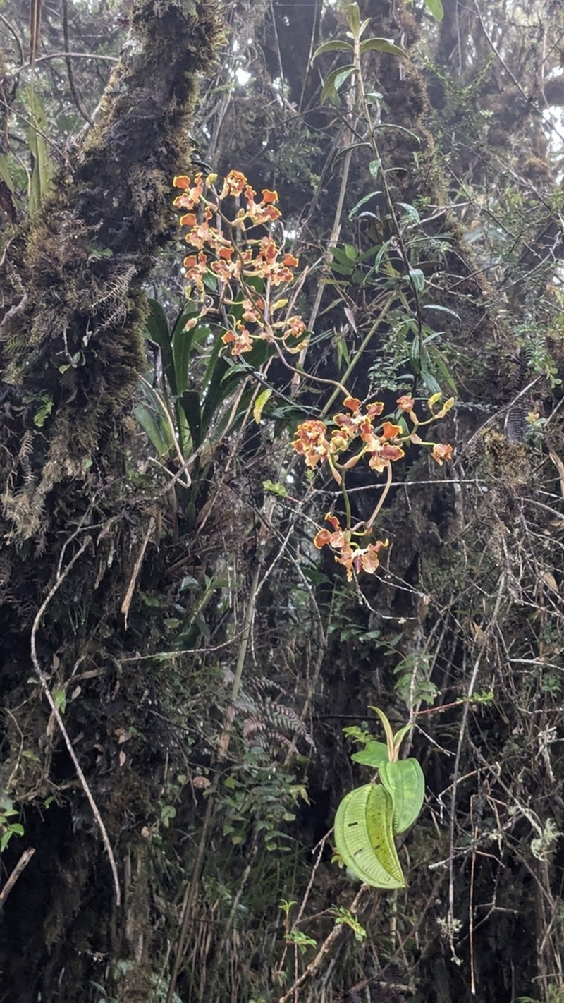 Cyrtochilum tucumanense photo 6