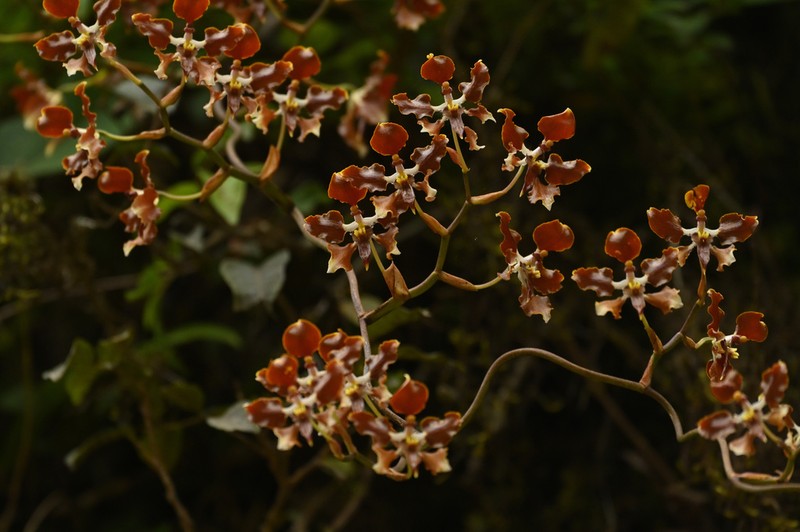 Cyrtochilum tucumanense photo 8