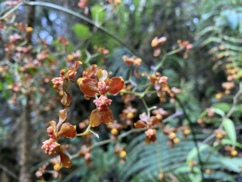 Cyrtochilum umbonatum