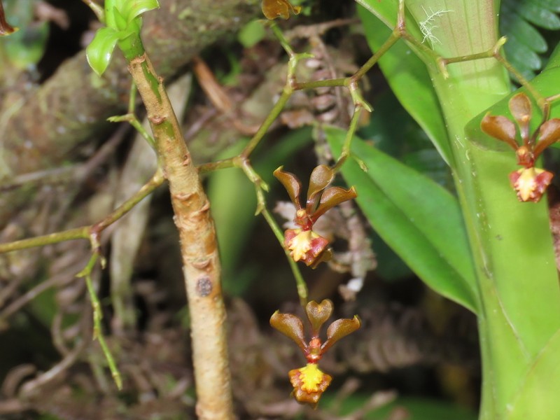 Cyrtochilum umbonatum photo 2