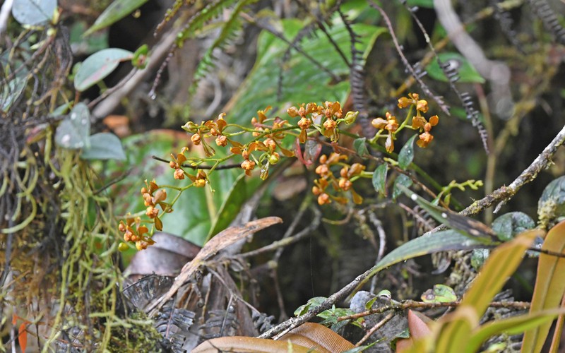 Cyrtochilum umbonatum photo 3