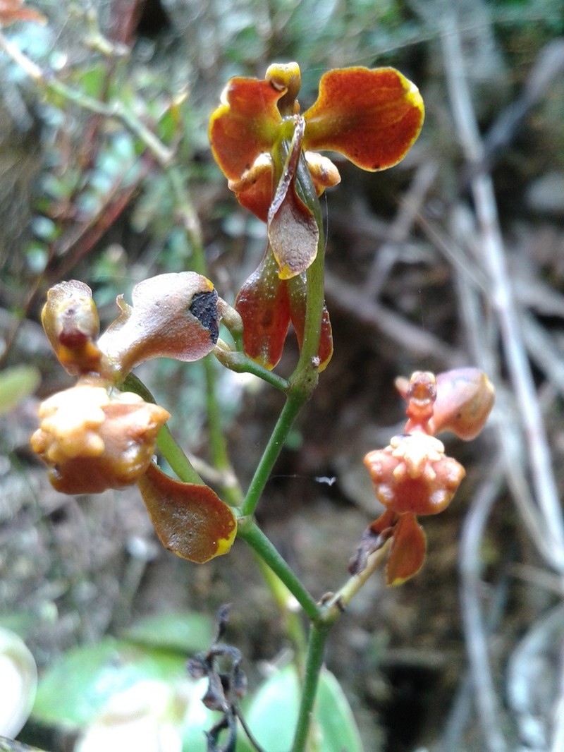 Cyrtochilum umbonatum photo 4