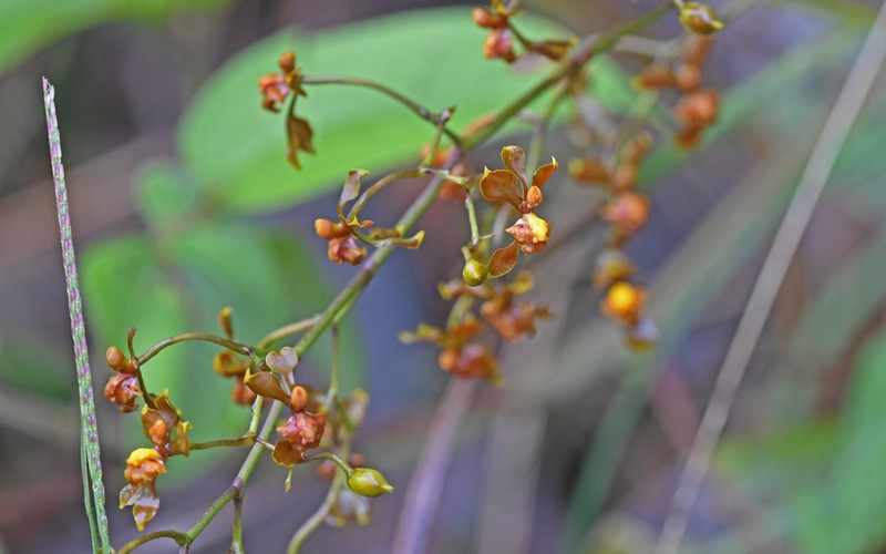Cyrtochilum umbonatum photo 5