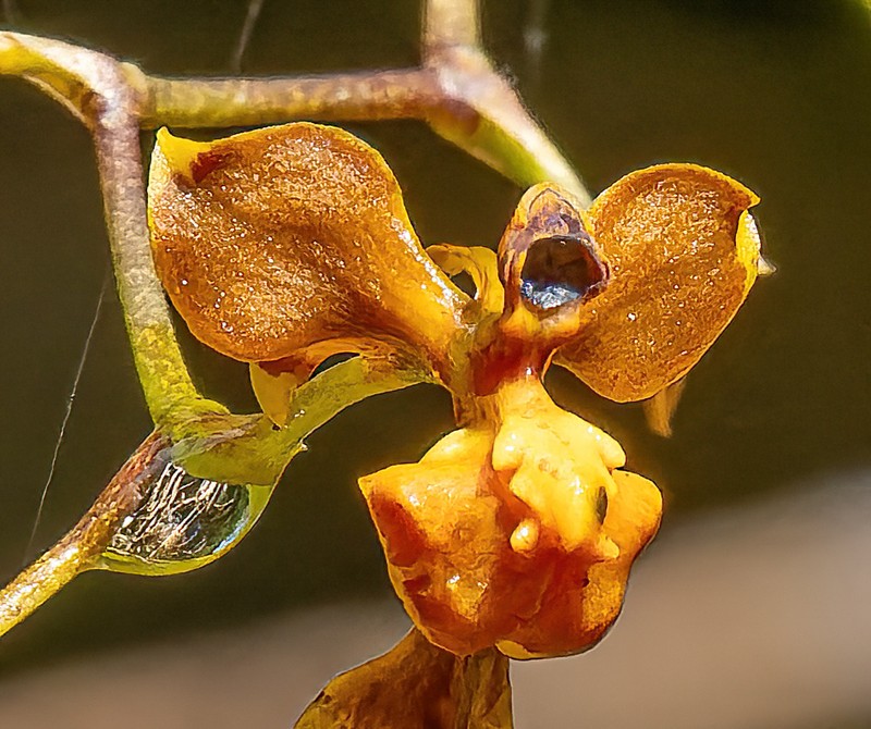 Cyrtochilum umbonatum photo 6