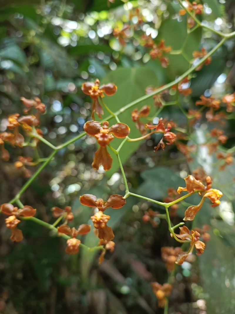 Cyrtochilum umbonatum photo 7